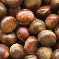 high quality hebei zunhua chestnut